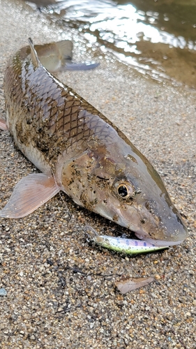 ニゴイの釣果