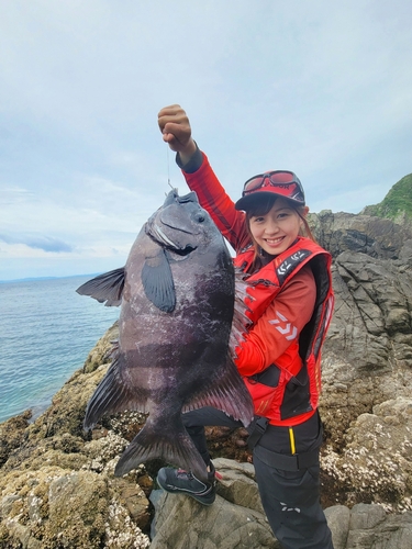 イシダイの釣果