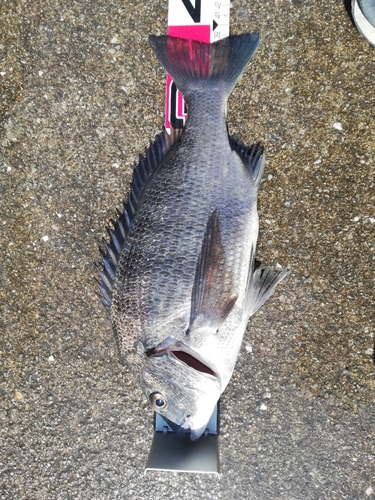 チヌの釣果