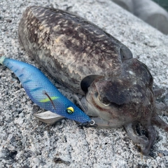 コウイカの釣果