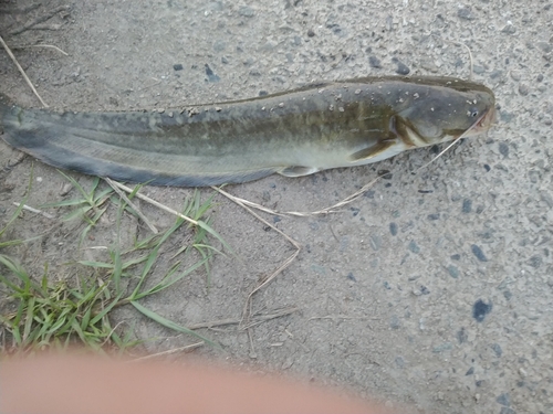 ナマズの釣果