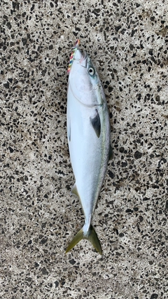 ヤズの釣果