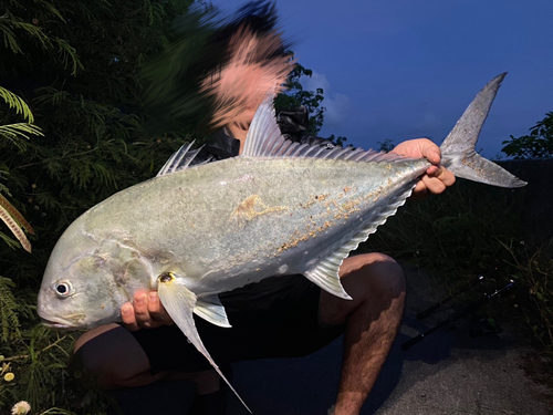 オニヒラアジの釣果