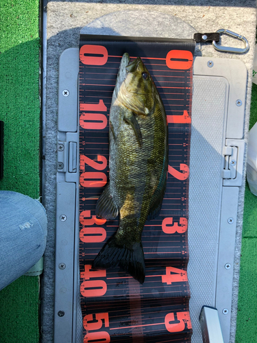 スモールマウスバスの釣果