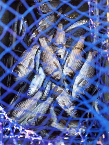 フナの釣果