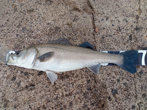 スズキの釣果