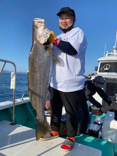 オオニベの釣果