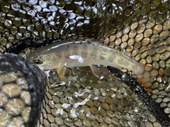 アマゴの釣果