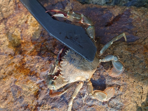 カニの釣果