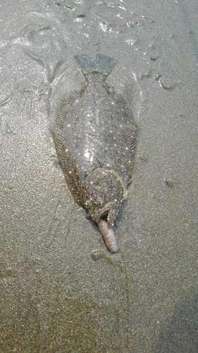 ヒラメの釣果