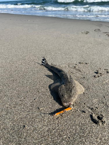 マゴチの釣果