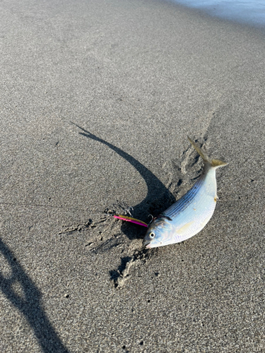 コノシロの釣果