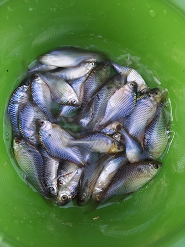 タイリクバラタナゴの釣果