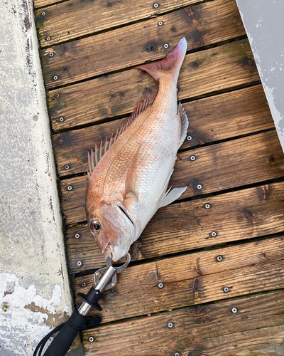 マダイの釣果