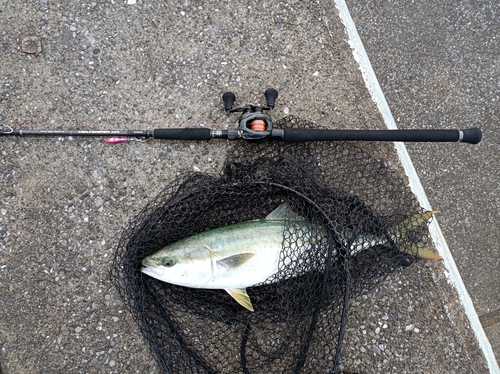 ハマチの釣果