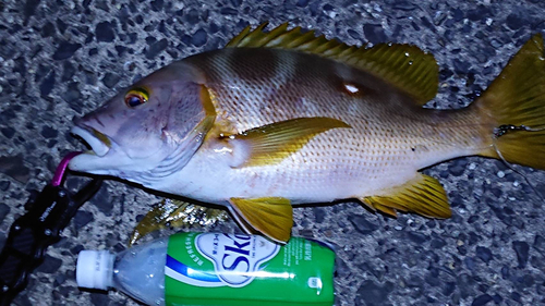 シブダイの釣果