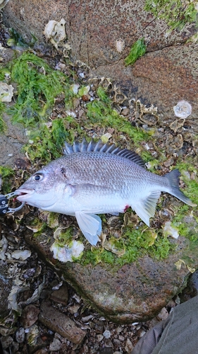 キビレの釣果