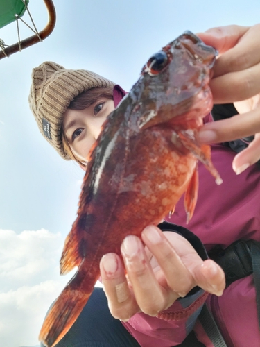 カサゴの釣果