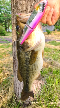 ラージマウスバスの釣果