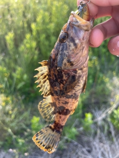 タケノコメバルの釣果