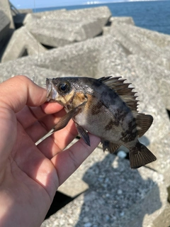 タケノコメバルの釣果