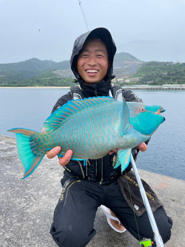 アオブダイの釣果