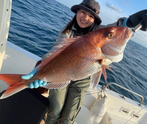 マダイの釣果