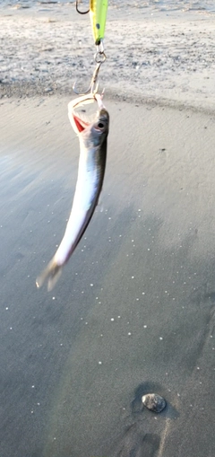 イワシの釣果