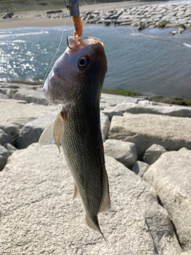 イシモチの釣果