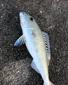 アオチビキの釣果