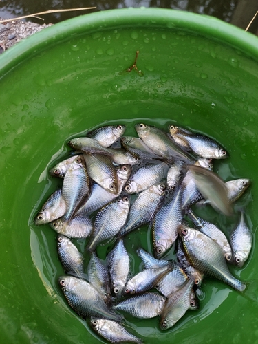タイリクバラタナゴの釣果