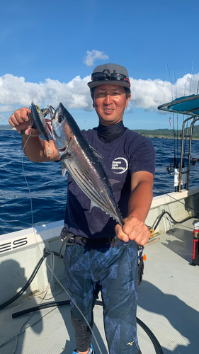 カツオの釣果