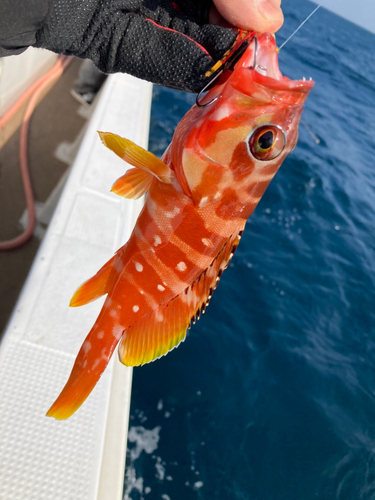 アカハタの釣果