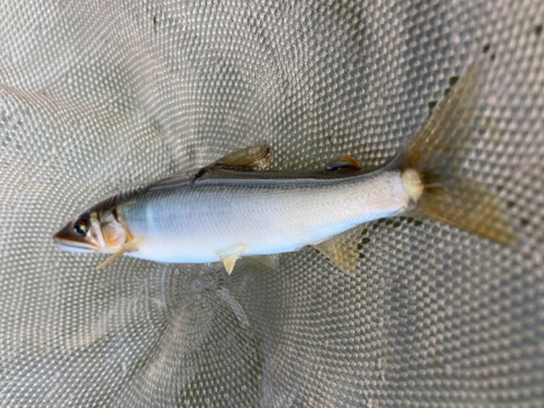 アユの釣果