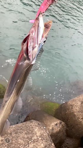 タチウオの釣果