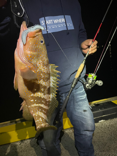 アコウの釣果