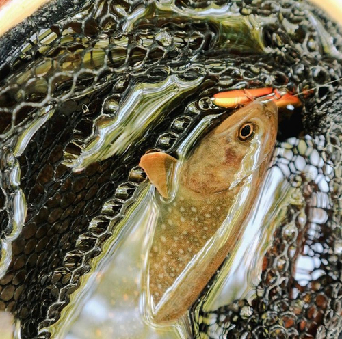 イワナの釣果