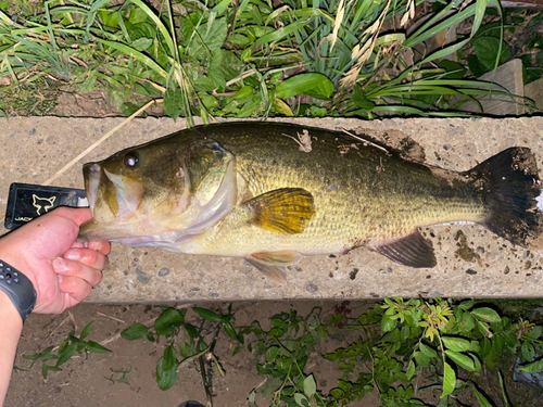 ブラックバスの釣果