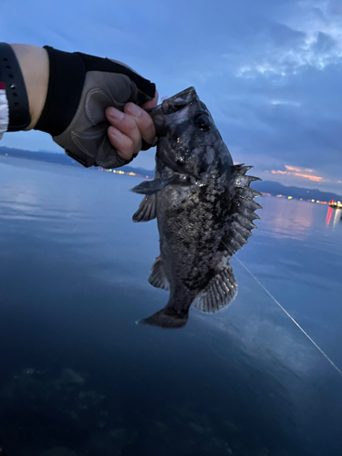 クロソイの釣果