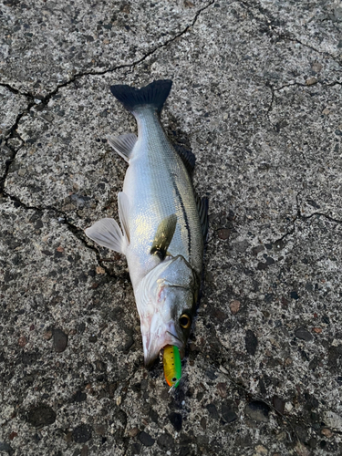 シーバスの釣果