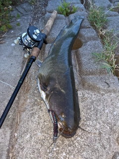 ナマズの釣果