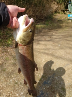 イトウの釣果