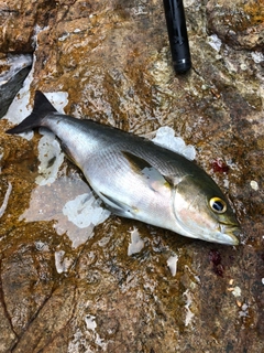 イサキの釣果