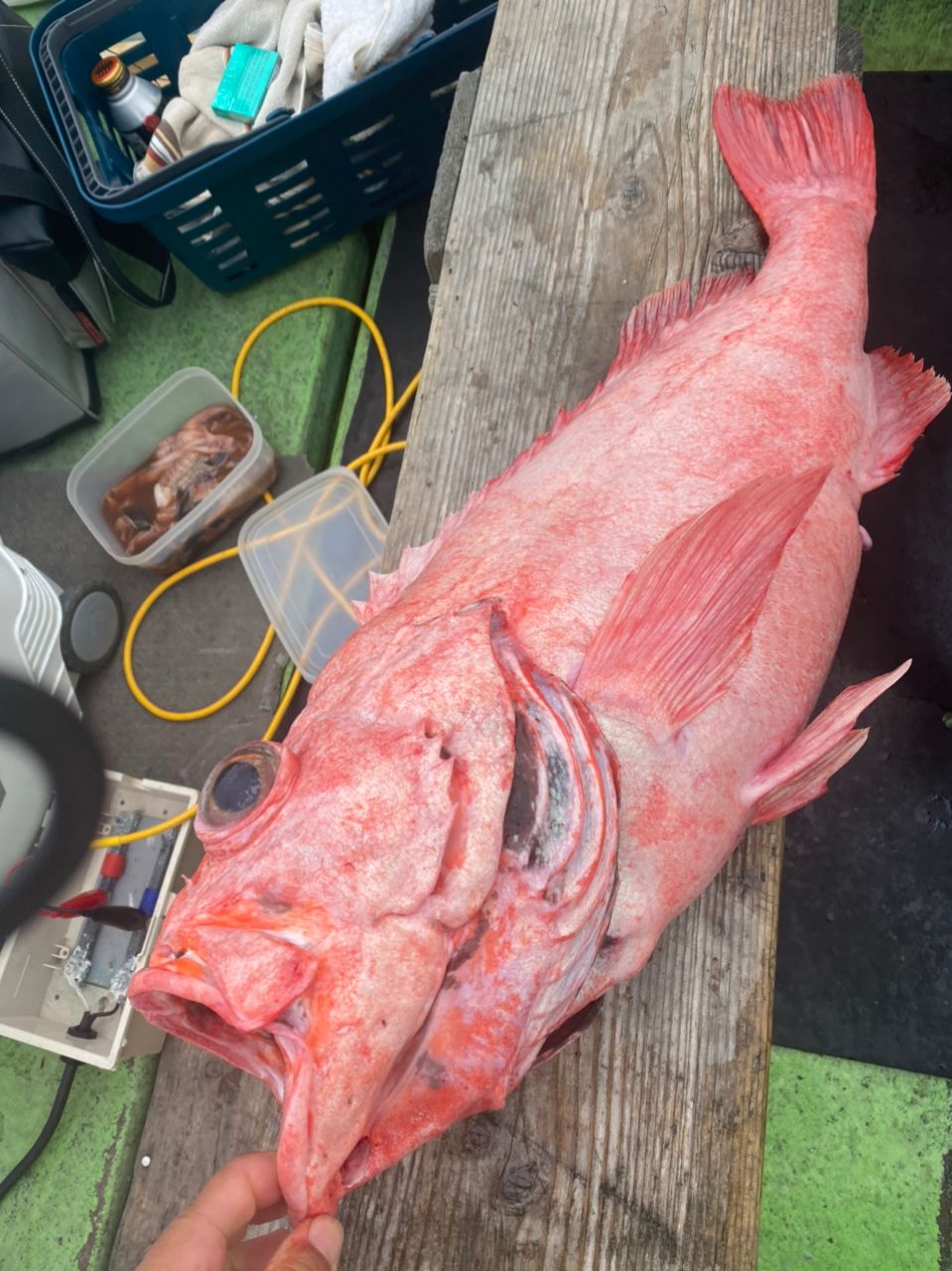 ベニ山ベニ男さんの釣果 3枚目の画像