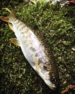 カワサバの釣果