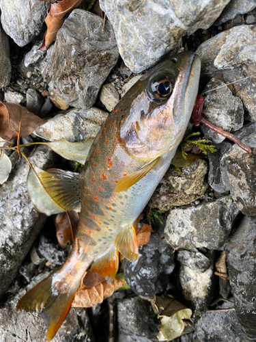 アマゴの釣果