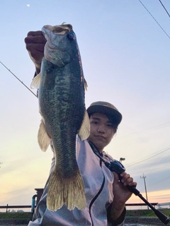 ブラックバスの釣果