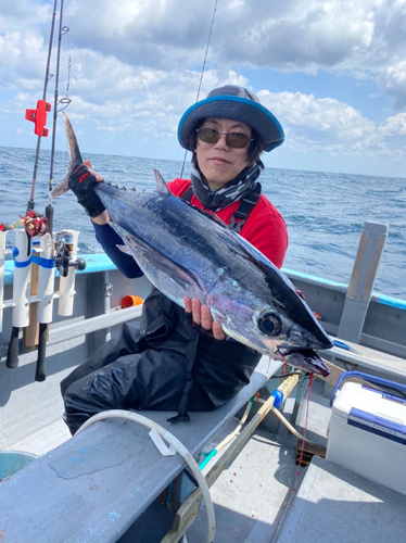 ビンチョウマグロの釣果