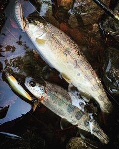 アマゴの釣果