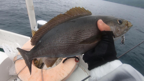 イサキの釣果